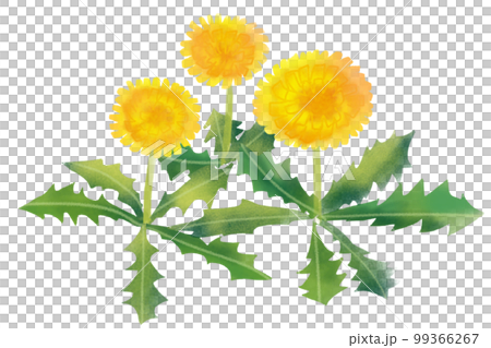 タンポポ 99366267