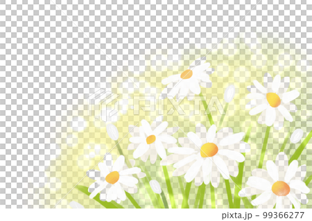 chrysanthemum, daisy chrysanthemum, daisy 99366277