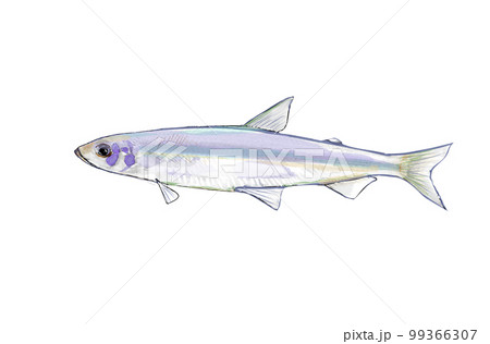 ワカサギ ワカサギ 99366307