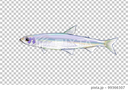 ワカサギ ワカサギ 99366307