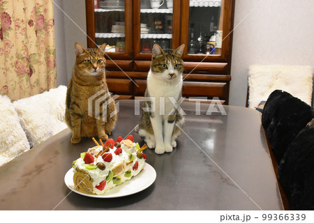 猫といちごとキウイの手作りケーキ 猫といちごとキウイの手作りケーキ 99366339