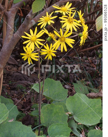 カンツワブキ（寒石蕗）の花 99366528