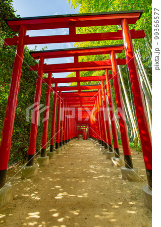 大名庭園　中津万象園　鳥居が幻想的 99366577