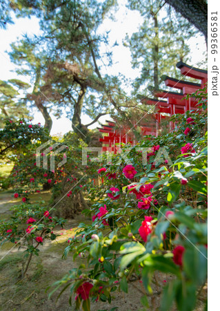 大名庭園　中津万象園　鳥居が幻想的 99366581