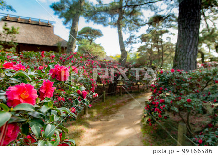 大名庭園　中津万象園　鳥居が幻想的 99366586