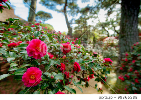 大名庭園　中津万象園　鳥居が幻想的 99366588