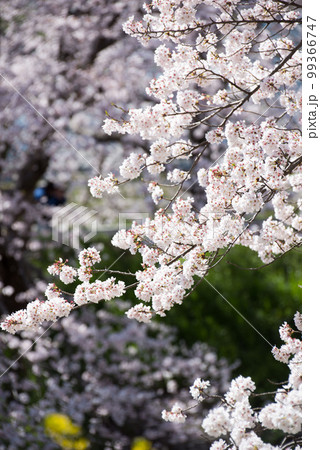 桜 99366747
