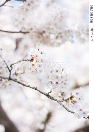 桜 99366766