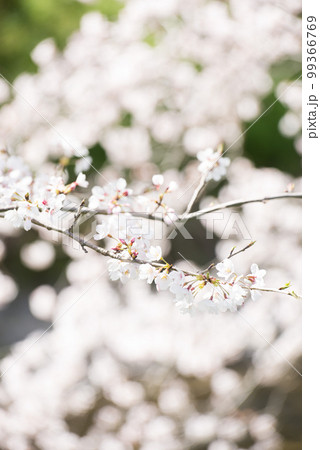 桜 99366769