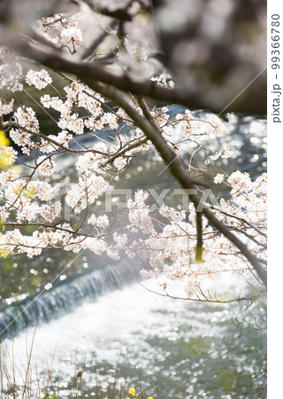 桜 99366780