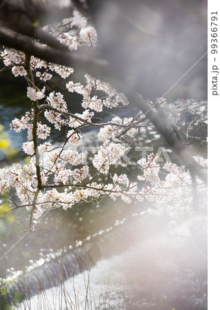 桜 99366791