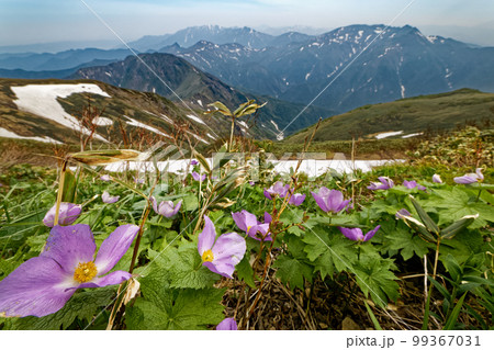 シラネアオイ咲く谷川連峰から見る残雪の朝日岳・巻機山 シラネアオイ咲く谷川連峰から見る残雪の朝日岳・巻機山 99367031