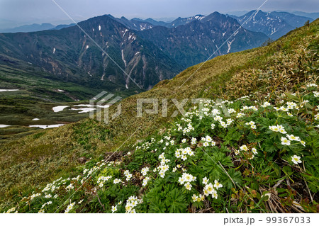 ハクサンイチゲ咲く谷川連峰から見る上越国境の山並み 99367033