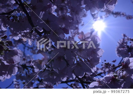 桜 99367275