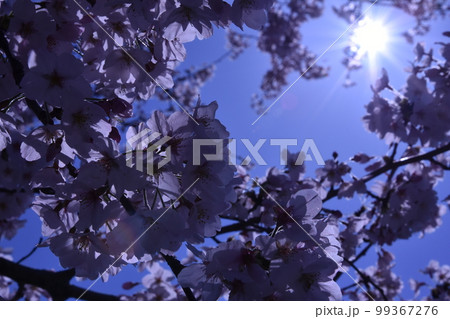 桜 99367276