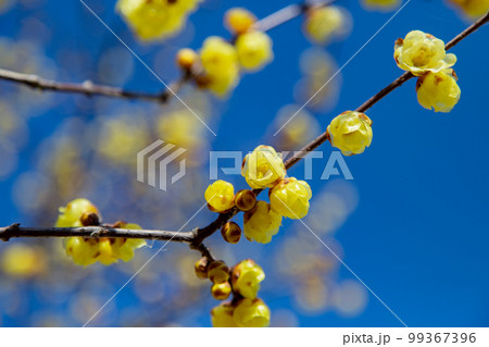 ロウバイの名所 延命院 境内に甘い香りが漂っている ロウバイの名所 延命院 境内に甘い香りが漂っている 99367396