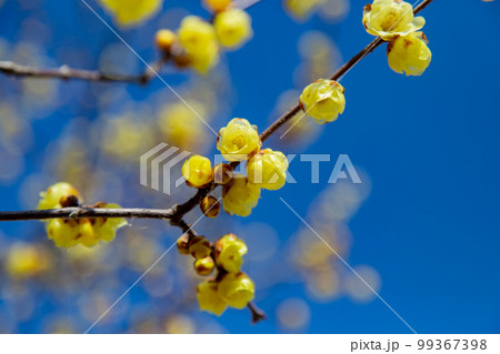 ロウバイの名所　延命院　境内に甘い香りが漂っている 99367398