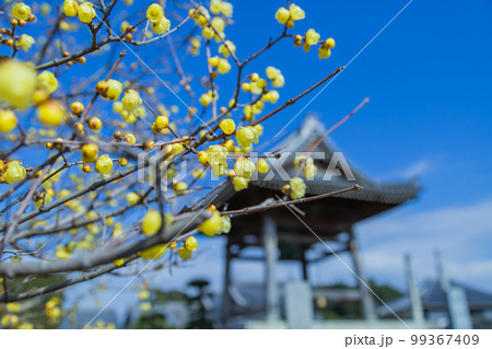 ロウバイの名所　延命院　境内に甘い香りが漂っている 99367409