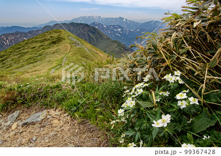 谷川連峰・茂倉岳稜線のハクサンイチゲ群落と残雪の巻機山 谷川連峰・茂倉岳稜線のハクサンイチゲ群落と残雪の巻機山 99367428