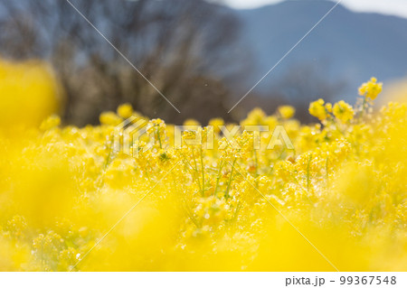 国営讃岐まんのう公園 菜の花が眩くきれい 国営讃岐まんのう公園 菜の花が眩くきれい 99367548