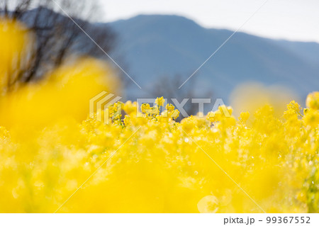国営讃岐まんのう公園　　菜の花が眩くきれい 99367552