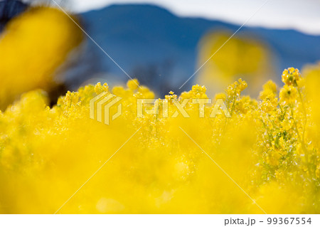 国営讃岐まんのう公園　　菜の花が眩くきれい 99367554