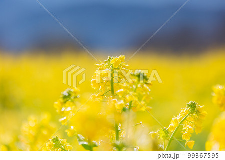 国営讃岐まんのう公園　　菜の花が眩くきれい 99367595