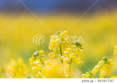 国営讃岐まんのう公園　　菜の花が眩くきれい 99367597