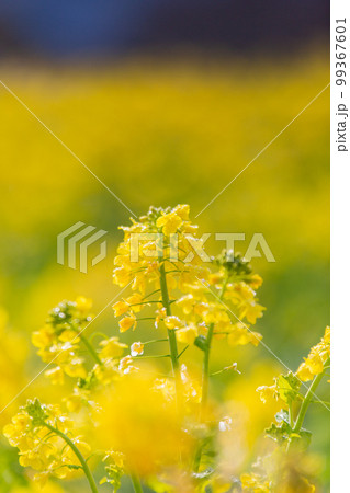 国営讃岐まんのう公園　　菜の花が眩くきれい 99367601