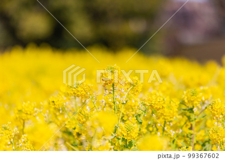 国営讃岐まんのう公園 菜の花が眩くきれい 国営讃岐まんのう公園 菜の花が眩くきれい 99367602