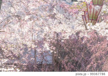 桜満開の打吹公園(倉吉市) 桜満開の打吹公園(倉吉市) 99367786