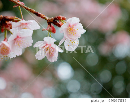 雪の降る中で美しく咲く、上野公園の寒桜 99367855