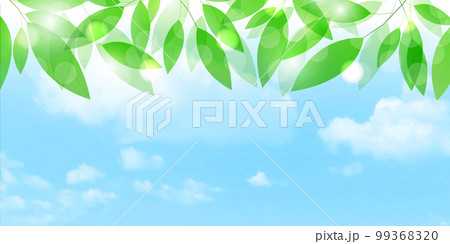 新緑　葉　風景　背景 99368320