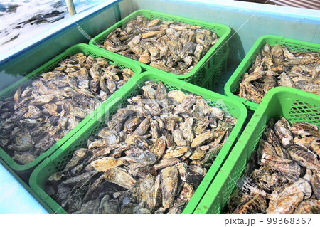 牡蠣 牡蠣 99368367