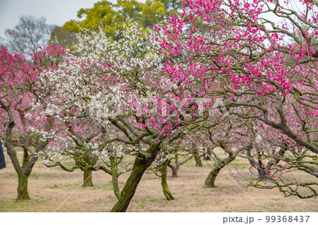特別名勝栗林公園 四季折々の景色がある 特別名勝栗林公園 四季折々の景色がある 99368437