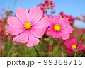 寄り添う2のコスモス 99368715