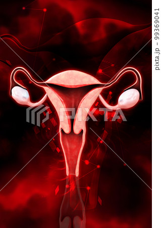 3d rendered female reproductive system isolated on a white background    99369041