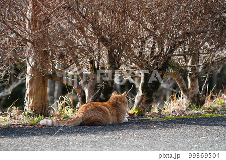 地域猫の可愛い茶トラのオスが公園の広い駐車場を散策する 99369504