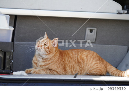 地域猫の可愛い茶トラのオスが公園の広い駐車場を散策する 99369530
