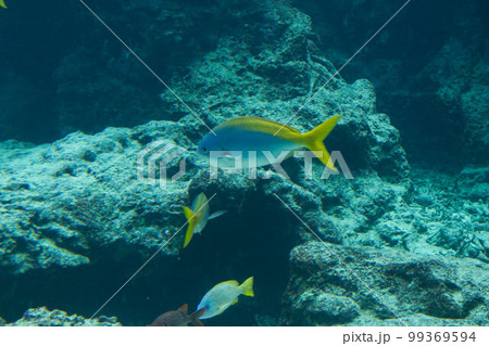 淡水魚 淡水魚 99369594