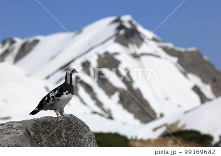 北アルプスの雷鳥 99369682