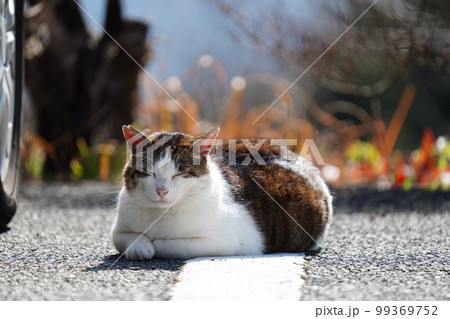 深い霧が晴れやっと日が差して冷えた身体を温める地域猫のオス 99369752