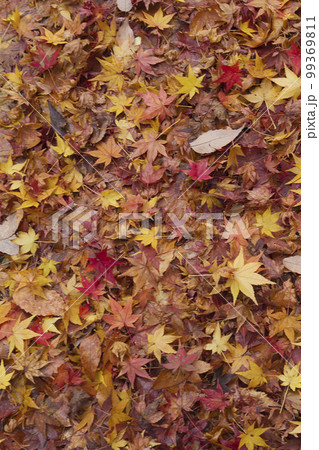 11月末紅葉の背景素材 11月末紅葉の背景素材 99369811