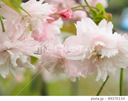 鎌足桜(木更津市) 鎌足桜(木更津市) 99370134