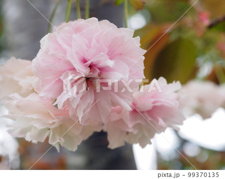 鎌足桜（木更津市） 99370135