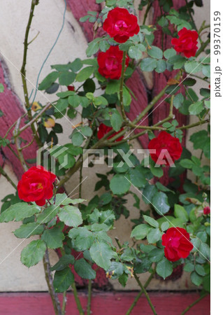 壁を伝うように咲くバラの花 壁を伝うように咲くバラの花 99370159