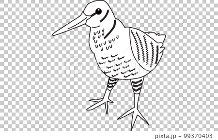 Amamiya woodcock, a creature of the world natural heritage island, line drawing Amamiya woodcock, a creature of the world natural heritage island, line drawing 99370403