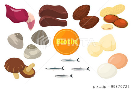 ビオチンを含む食品のベクターイラスト。 ビオチンを含む食品のベクターイラスト。 99370722