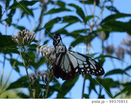 アサギマダラ チョウ 蝶 アサギマダラ チョウ 蝶 99370853