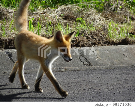 北海道　野生のキタキツネ2 99371036